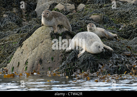 Gruppe von Seehunden (Phoca Vitulina) holte auf Felseninsel. Sound of Mull, Schottland. Juni. Stockfoto