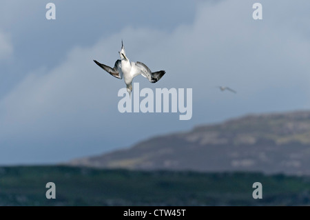 Basstölpel (Morus Bassanus) Tauchen Tauchen für Fische im Meer Loch. Isle of Mull, Schottland. Juni. Stockfoto