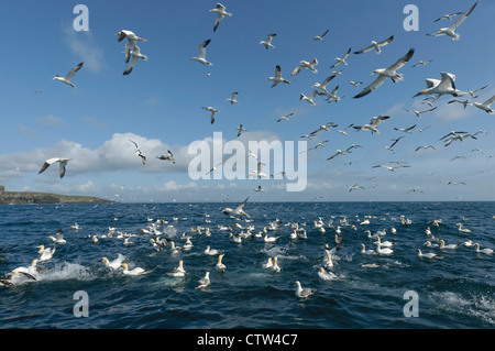 Füttern Herde der Basstölpel (Morus Bassanus) in der Nähe der Insel Noss national Nature Reserve auf den Shetland-Inseln. Stockfoto