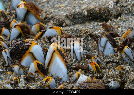 Gans Entenmuscheln (Lepas Antifera) auf Treibholz am Strand Shetland gefunden. Insel Unst, Shetland-Inseln. Juni. Stockfoto