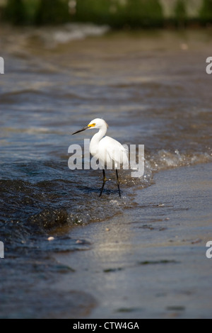 Ein junger Weißer Reiher Vogel am Strand entlang spazieren, als es für kleine Fische jagt. Stockfoto