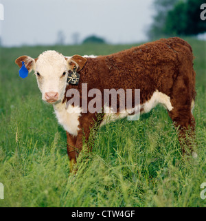 BEFRAGTEN HEREFORD KALB / PENNSYLVANIA Stockfoto