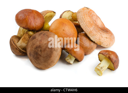 Verschiedenen wilden Waldpilze isoliert auf weiss Stockfoto