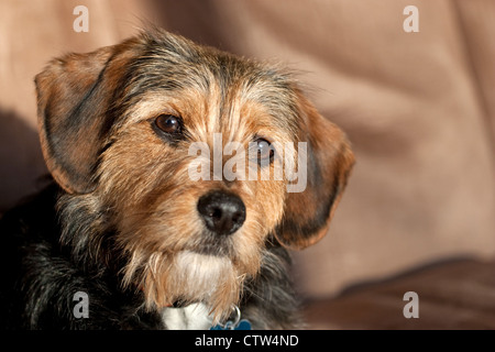 Porträt eines jungen Yorkshire Terrier Beagle Mix Hund. Geringe Schärfentiefe. Stockfoto