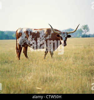 8 JAHRE ALTE TEXAS LONGHORN STEER / GEORGIEN Stockfoto