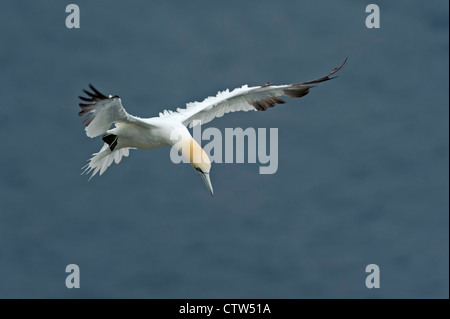 Basstölpel (Morus Bassanus) Sommer Erwachsenen während des Fluges, Vorbereitung zu landen. Shetland-Inseln. Juni 2011. Stockfoto