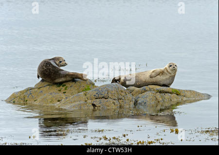 Gemeinsame oder Hafen Seehunde (Phoca Vitulina), auf Felsen geschleppt. Shetland-Inseln. Juni 2011. Stockfoto