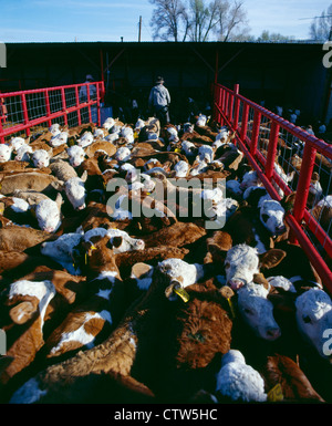 RINDFLEISCH KÜHE UND KÄLBER Stockfoto