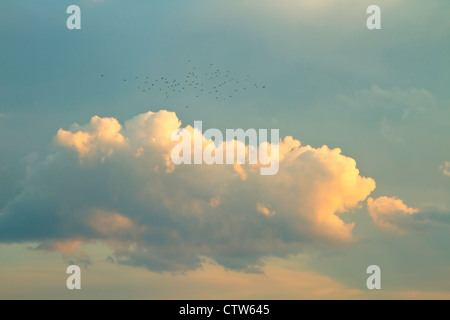 Vogelschwarm in der Nähe von Wolken bei Sonnenuntergang. Stockfoto