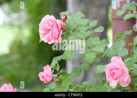 Bush von rosa farbigen Rosen im Sommergarten Stockfoto