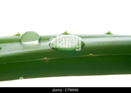 Makro der Wassertropfen auf grünen Aloe Vera Blatt isoliert auf weißem Hintergrund mit textfreiraum hautnah. Stockfoto