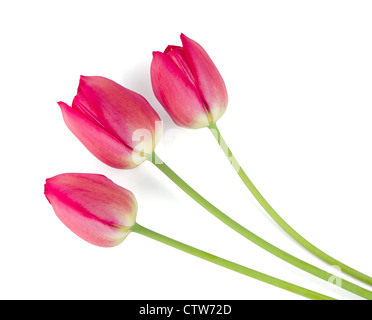 Drei liegende rote Tulpen. Isoliert auf weißem Hintergrund Stockfoto
