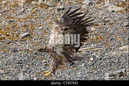 Eine unreife Weißkopfseeadler aufsetzt. Stockfoto