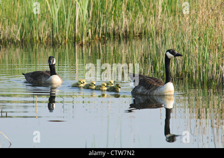 Ein paar Kanadagans (Branta Canadensis) mit frisch geschlüpften Gänsel an Vierschrötigkeit Nature Reserve, Bexley. April. Stockfoto