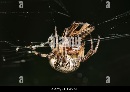 Eine Furche Orb-Weaver Spider (Larinioides Cornutus) mit frisch gefangenen Beute (sieht aus wie ein Räuber-Fly) im Vierschrötigkeit Naturreservat Stockfoto