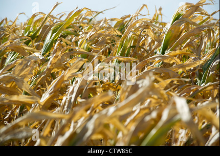 Einige Mais ernten in Kansas sind völlig während der diesjährigen Dürre gescheitert. Stockfoto