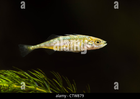 Ein Dreistachliger kommen Stichling (Gasterosteus Aculeatus) im Wat Tyler Country Park, Essex. April. Stockfoto