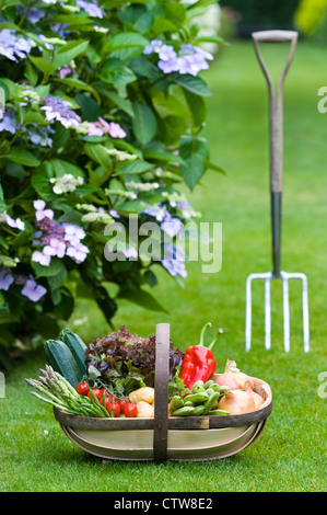 frisch geerntete Heimat britische Gemüse in einer traditionellen Sussex Holz Trug mit einem Garten Gabel auf einem Rasen-uk Stockfoto