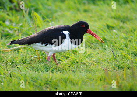 Ein Austernfischer (Haematopus Ostralegus) zu Fuß auf Grünland am Elmley Sümpfe National Nature Reserve Stockfoto