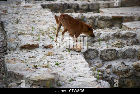 Baščaršija - Bashcharshiya das Herz des alten Sarajevo, die osmanische Basar Bezirk von Bascarsija Bosnien und Herzegowina. Hund zu Fuß Stockfoto