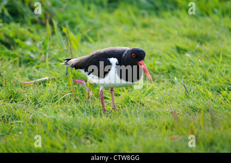 Ein Austernfischer (Haematopus Ostralegus) zu Fuß auf Grünland am Elmley Sümpfe National Nature Reserve Stockfoto