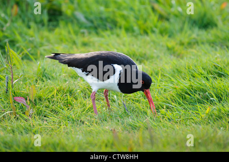 Ein Austernfischer (Haematopus Ostralegus) auf Nahrungssuche auf Grünland am Elmley Sümpfe National Nature Reserve Stockfoto