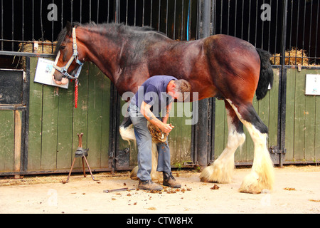 Hufschmied arbeiten an Shire horse Stockfoto