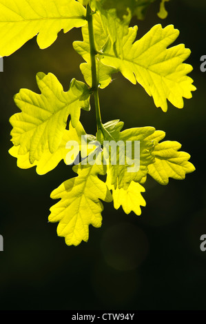 Frisches, neues Wachstum Blätter pedunculate (oder englische) Eiche (Quercus Robur) Hintergrundbeleuchtung bei RSPB Minsmere, Suffolk. Mai. Stockfoto