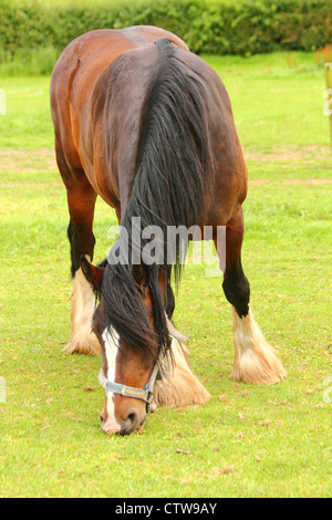 Shire Horse in Feld Stockfoto