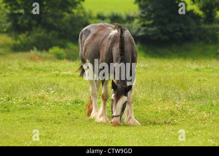 Shire Horse in Feld Stockfoto