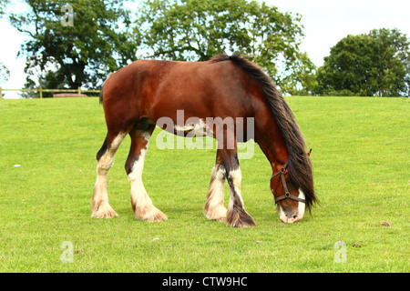 Shire Horse in Feld Stockfoto