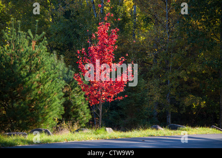 Herbstfarben und frühmorgendliches Licht erzeugen lebendige Szenen im Acadia National Park auf Mount Desert Island in Maine. Stockfoto