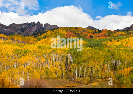 Herbstfarbe mit Aspen drehen - entlang Kebler Pass Straße in Colorado. Stockfoto