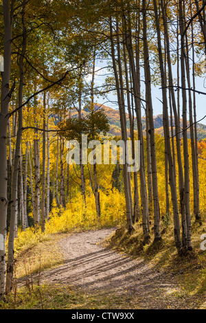 Herbstfarbe mit Aspen drehen - entlang Kebler Pass Straße in Colorado. Stockfoto