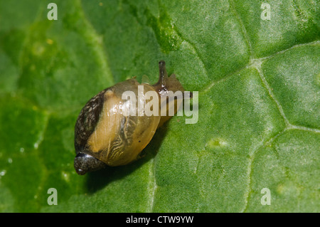 Ein Bernstein Schnecke (Succinea Putris) auf ein Blatt zu Goring-on-Thames, Oxfordshire südlich. Mai. Stockfoto