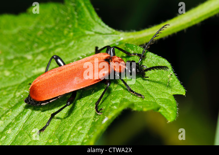 Ein Black-headed Kardinaler Käfer (Pyrochroa Coccinea) thront auf einem Blatt am Goring-on-Thames, Oxfordshire südlich. Mai. Stockfoto