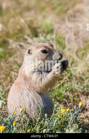 Black-tailed 'Prairie Dog', Cynomys ludovicianus, im Devil's Tower National Monument und Nature Preserve in Wyoming. Stockfoto