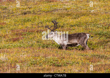 Caribou oder Raindeer, Rangifer tarandus, im Denali National Park und Wilderness Preserve in Alaska. Stockfoto