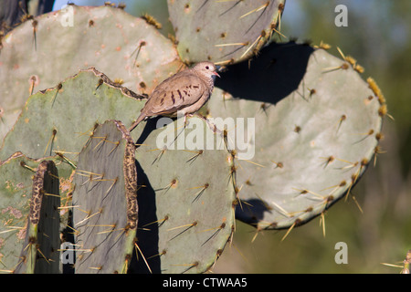 Gewöhnliche Erdtaube, Columbina passerina, auf Kaktuspflanze auf einer Ranch in Südtexas. Stockfoto