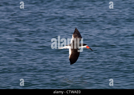 Schwarz-Skimmer fliegt niedrig über dem Wasser. Stockfoto