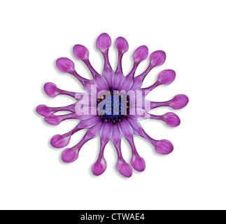 Die Sopranistin lila Löffel (Osteospermum) Blume Herbers Stockfoto