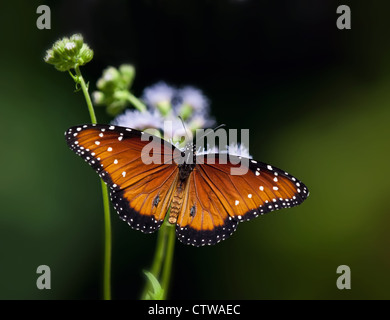 Königin-Schmetterling (Danaus Gilippus) ruht auf Blumen Stockfoto