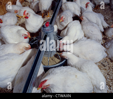 6 WOCHEN ALTEN KORNISCHEN ROCK MASTHÄHNCHEN (2-4 PFUND) / PENNSYLVANIA Stockfoto