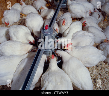 6 WOCHEN ALTEN KORNISCHEN ROCK MASTHÄHNCHEN (2-4 PFUND) / PENNSYLVANIA Stockfoto