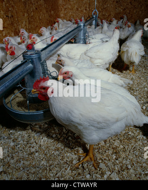 6 WOCHEN ALTEN KORNISCHEN ROCK MASTHÄHNCHEN (2-4 PFUND) / PENNSYLVANIA Stockfoto