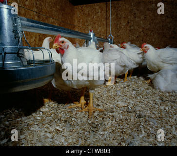 8 WOCHEN ALTEN KORNISCHEN ROCK MASTHÄHNCHEN (3-5 LBS) / PENNSYLVANIA Stockfoto