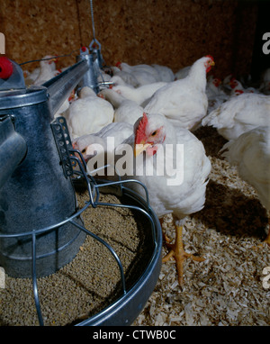 8 WOCHEN ALTEN KORNISCHEN ROCK MASTHÄHNCHEN (3-5 LBS) / PENNSYLVANIA Stockfoto