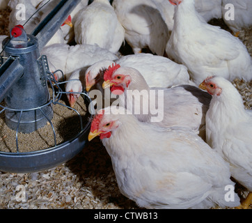 8 WOCHEN ALTEN KORNISCHEN ROCK MASTHÄHNCHEN (3-5 LBS) / PENNSYLVANIA Stockfoto