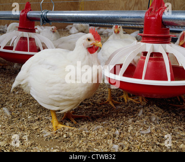 HUBBARD CROSS BROILER, 6 WOCHEN ALT / LANCASTER COUNTY, PENNSYLVANIA Stockfoto