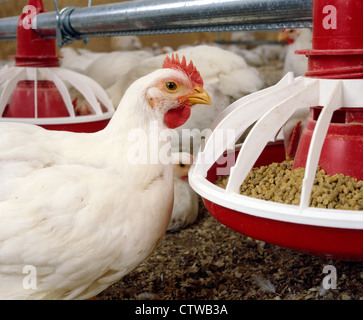 HUBBARD CROSS BROILER, 6 WOCHEN ALT / LANCASTER COUNTY, PENNSYLVANIA Stockfoto